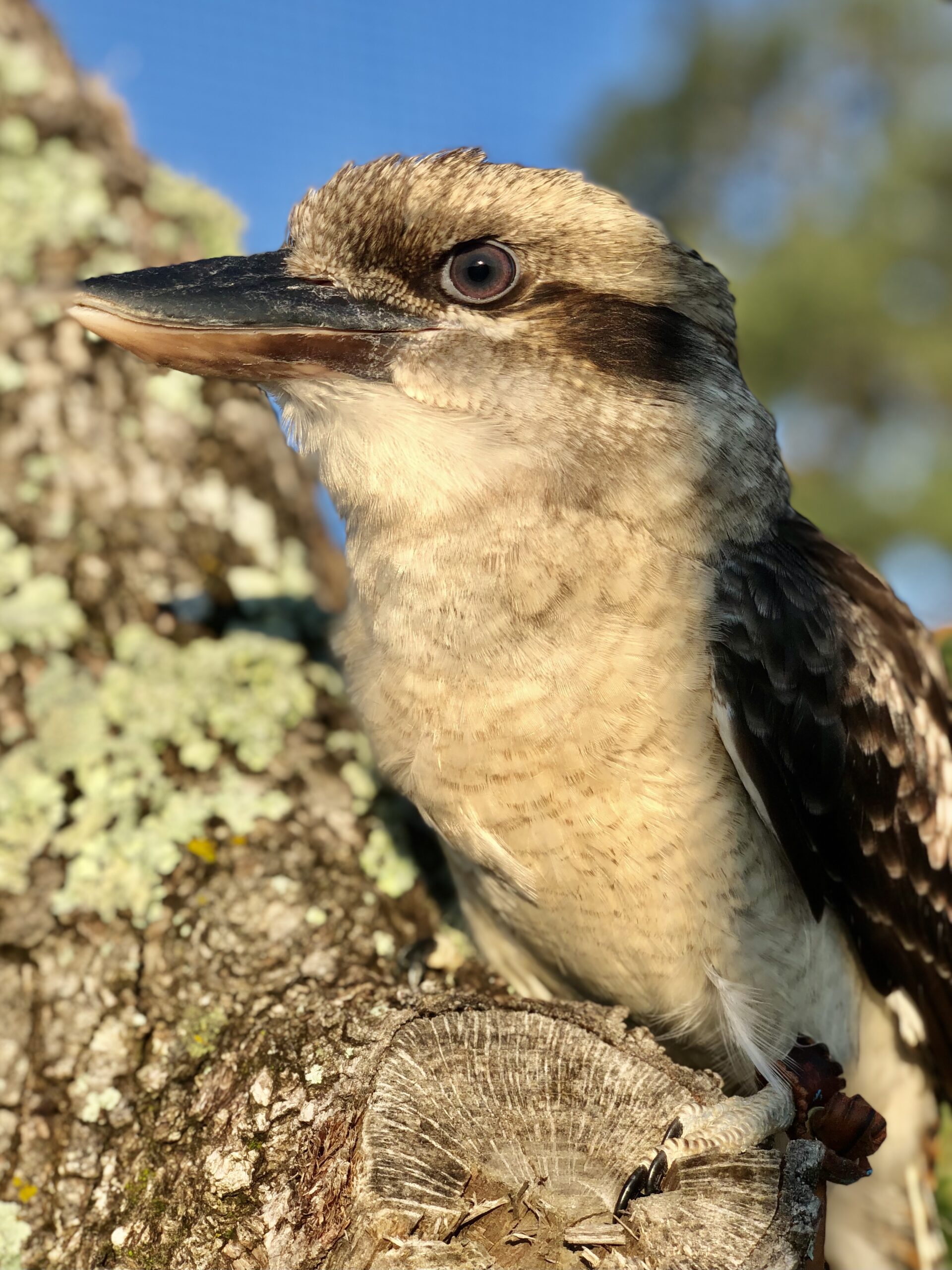 a close up of a bird