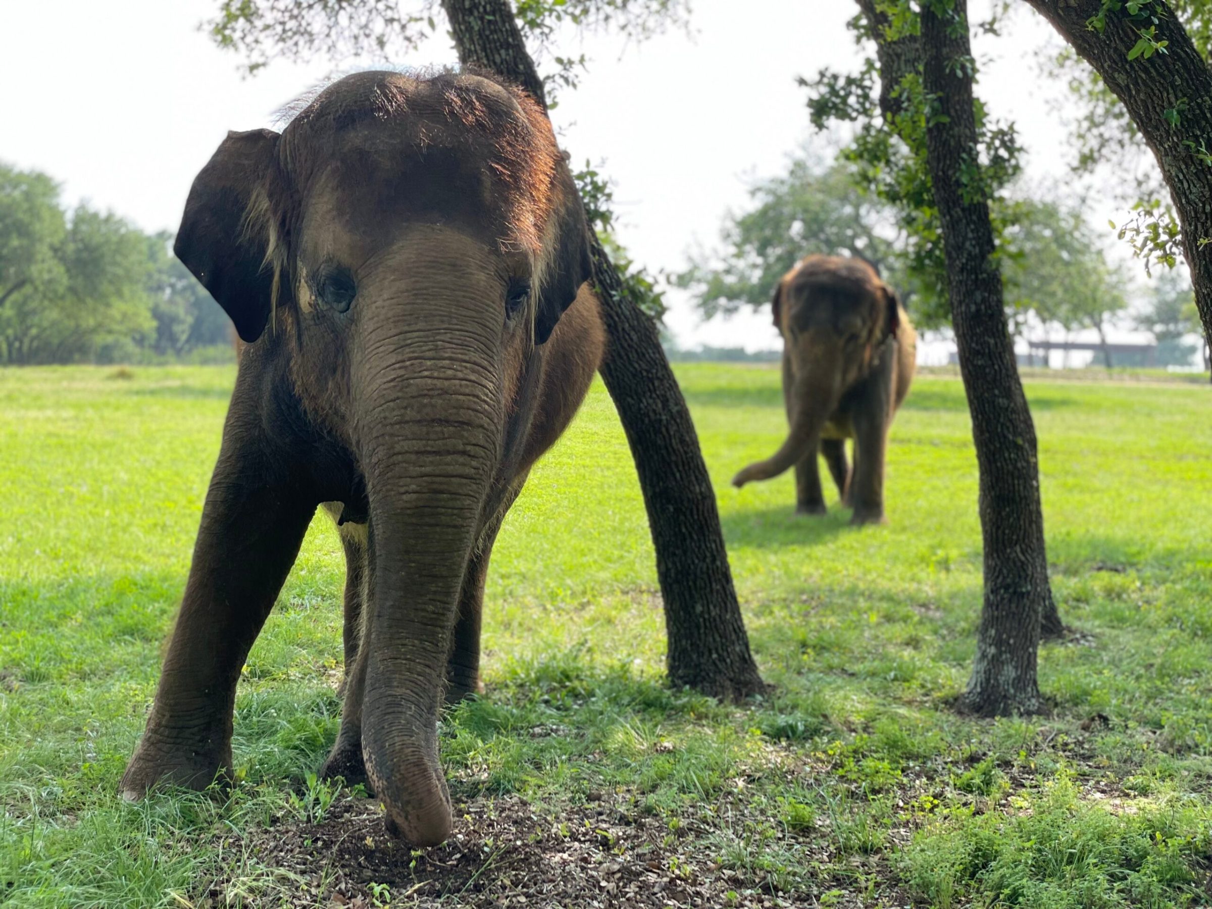 a elephant that is standing on a lush green field